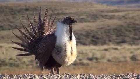 Greater-Sage Grouse