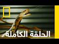 الحلقة الأولى ثعابين في المدينة ناشونال جيوغرافيك أبوظبي mp3