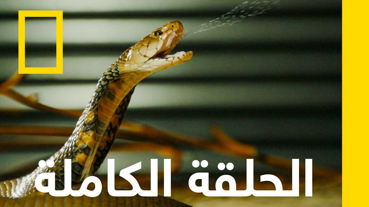 ������ ������ | ������ �� ������� | ������� ��������� ������
 - نشر قبل 17 دقيقة