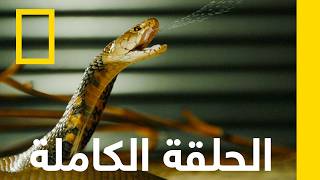 الحلقة الأولى | ثعابين في المدينة | ناشونال جيوغرافيك أبوظبي