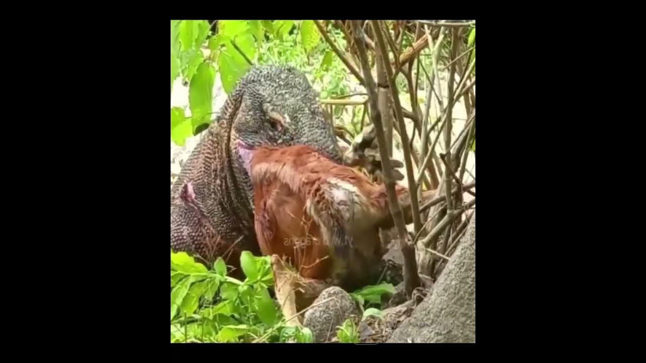 Komodo eating a big deer alive #komodoeatingdeer #aliveeating #cruel #
