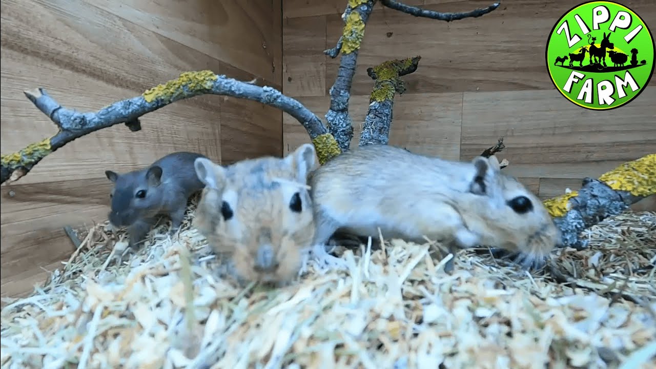 FarmNapló 39. rész