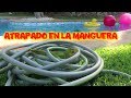 Rex atrapado en la MANGUERA de la piscina | Vídeos de dinosaurios de juguete para niños