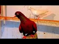 Кормлю голубей / I feed the pigeons