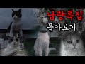 무서운 몰아보기 | 고양이산책