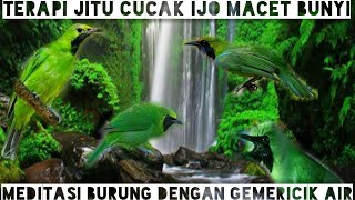 Terapi burung cucak ijo macet bunyi//terapi cucak ijo stress agar kembali gacorrr!!!