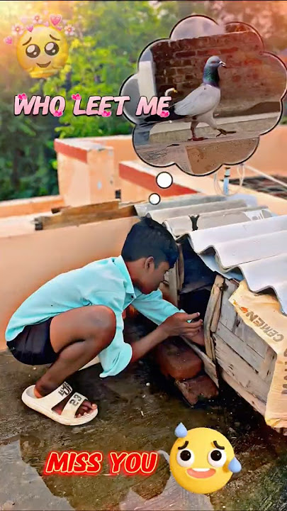 💔🥺Miss you birds 🕊️#shorts #pura #missyou #birds #tamil