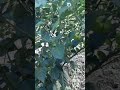 como escolher uma boa pimenta para plantar pra fazer conserva