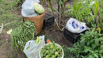 Mus pub qaib thiab de txiv lws  tom teb