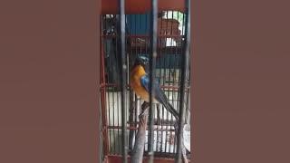 suara burung langa longo /tledekan