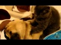 Pug massage