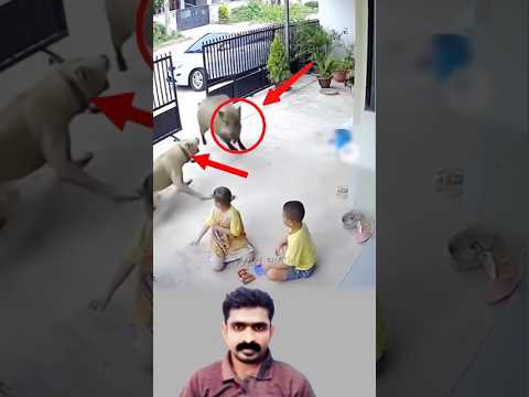 وقف الكلب بشجاعة أمام الخنزير ليحمي الطفلين وكأنه فارس لا يهاب شيئ ا اكسبلور دويتو Funny Shor