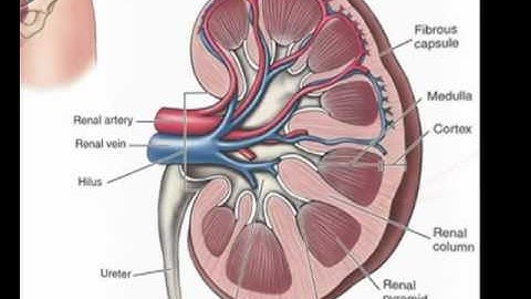 Urinary System Part 1- The Kidneys