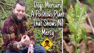 Dog's Mercury  A Poisnous Plant That Shows No Mercy ☠