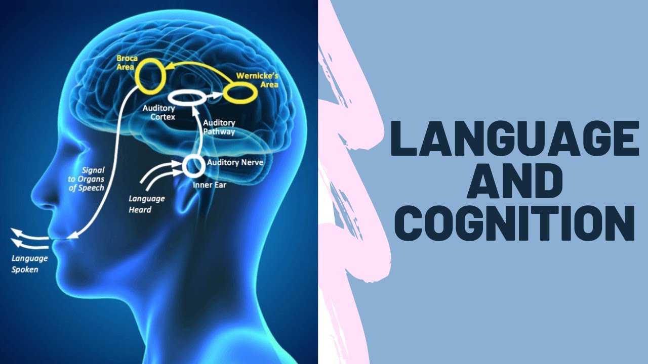 Language and Cognition - YouTube