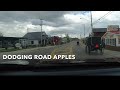 Dodging Road Apples in Berlin, Ohio 44610