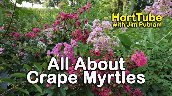 All About Crape Myrtles (Growing and Maintaining C...