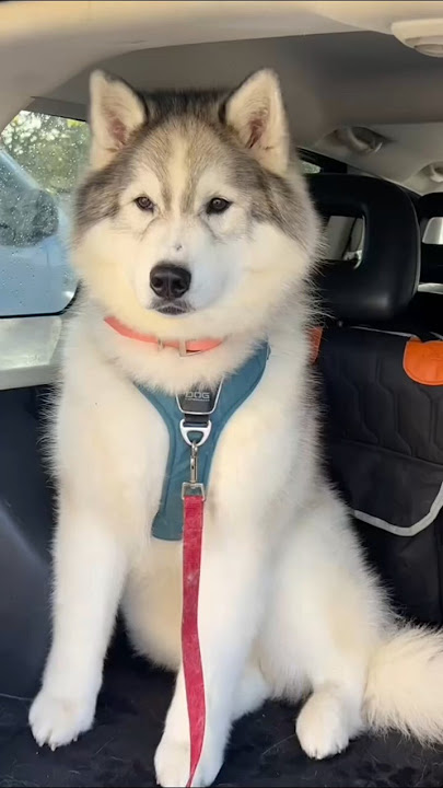 Cute Dog Doesn't Like the Middle Finger - Funny Dog Videos 🐾 🐻‍❄️💛🐕