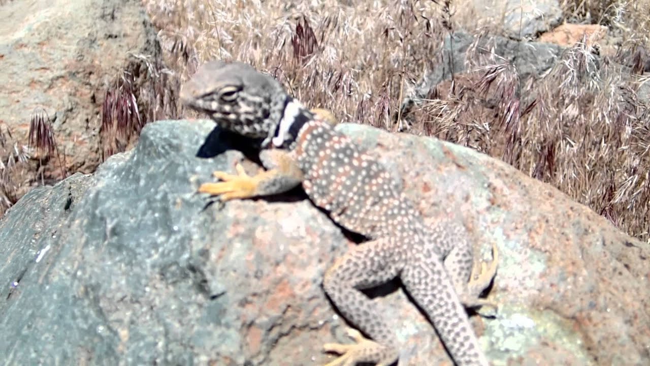House of Reptiles, Portland, Oregon area Great Basin collared lizard