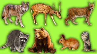 Животные для детей | Учим названия и звуки лесных животных | Лесные животные | Учим лесных животных