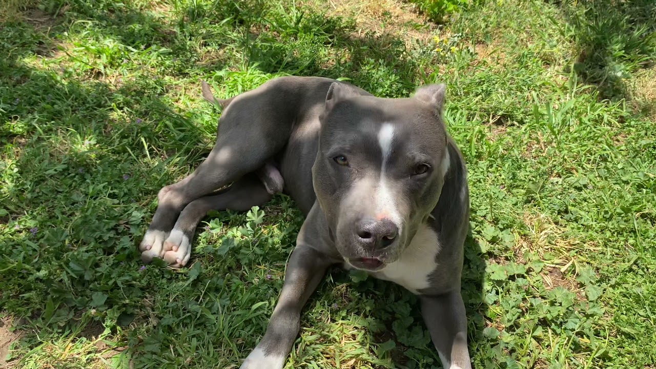Aussie Blue Staffy Typically Arvo in Australia 🐾🇦🇺 