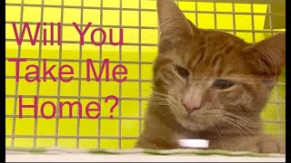 #猫  Orange And Brown Tabby Cats | Pet Shop #1 by さくらちゃんメモリー Sakura Chan Memory 664 views 7 months ago 3 minutes, 13 seconds