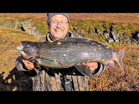 Видео: Хариусы - гиганты! Рыбалка на Крайнем Севере | C полем!