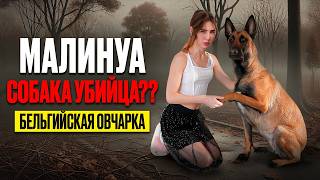 видео: ПЛЮСЫ И МИНУСЫ Бельгийской овчарки МАЛИНУА / Стоит ли заводить ОВЧАРКУ? картинка: ПЛЮСЫ И МИНУСЫ Бельгийской овчарки МАЛИНУА / Стоит ли заводить ОВЧАРКУ?