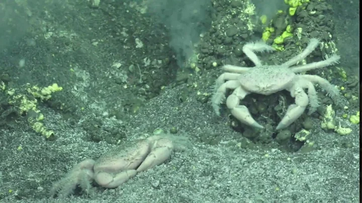 Hydrothermal Hunt Insights: Crab Highlights with D...