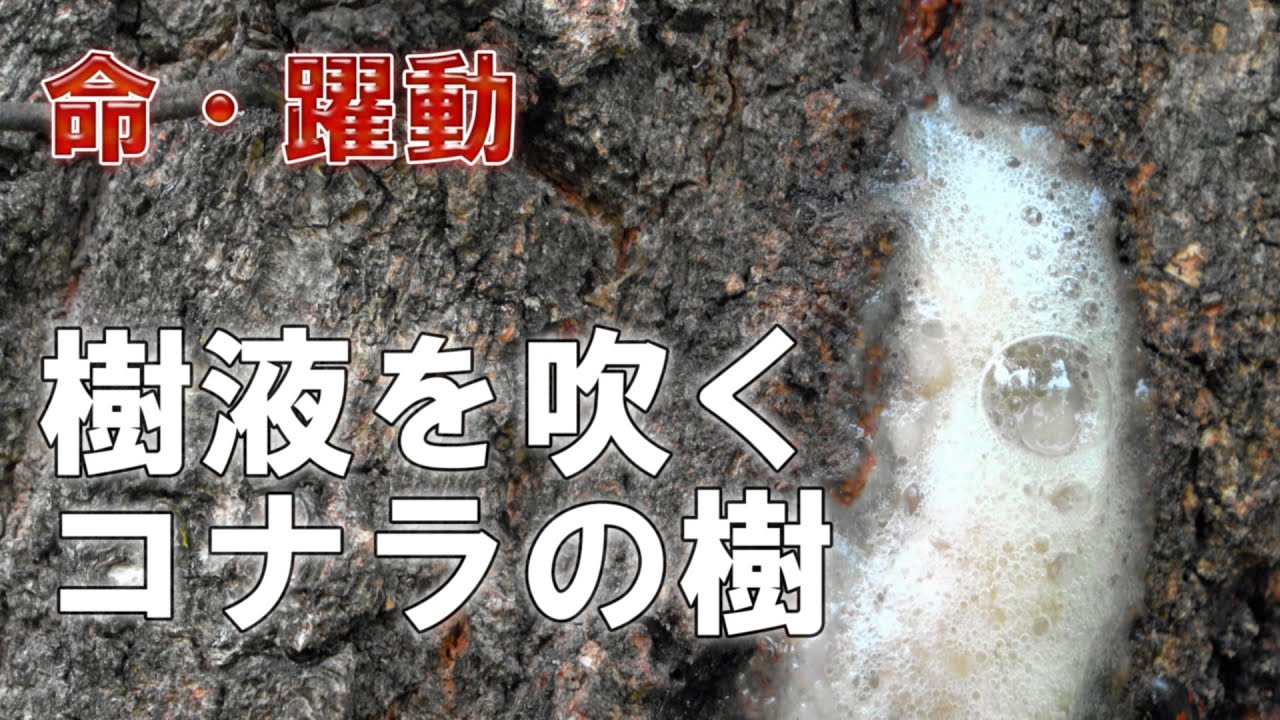 ＜命・躍動＞音を立て樹液を噴くコナラの樹【4K】The Oak & Sap. - YouTube