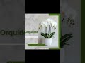 #fouryouシ #plantas #suportedeplantas #shortsviral #plants #viral #viralizou #youtubeshorts #fypシ