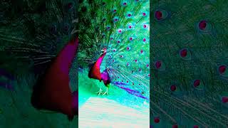 Peacock sound | Sleep music | #shorts