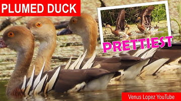 🎀🦆TREE DUCK: PLUMED WHISTLING DUCK, PRETTIEST DUCK OF AUSTRALIA, WILDLIFE, NATURE, VENUS LOPEZ