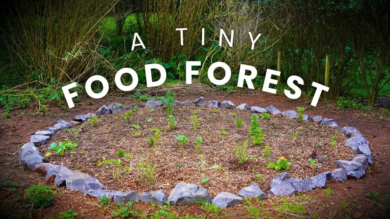 Как я превращаю пустующий участок земли в мини-огород (от начала до конца)