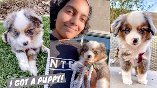 I GOT A PUPPY!!! Picking up my Mini/Toy Aussie!