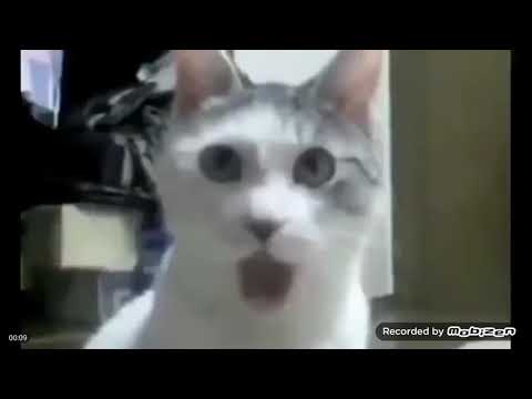 En komik kedi failleri #1 | funny cats