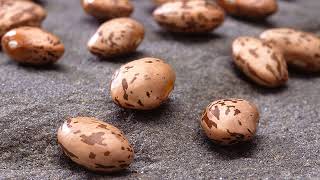 Pinto bean | Wikipedia audio article