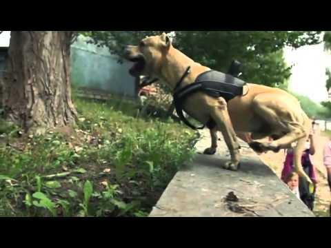 Epic Parkour - Super American Staffordshire Terrier !