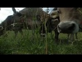 Come and kiss a cow! :-) VR 180° 3D