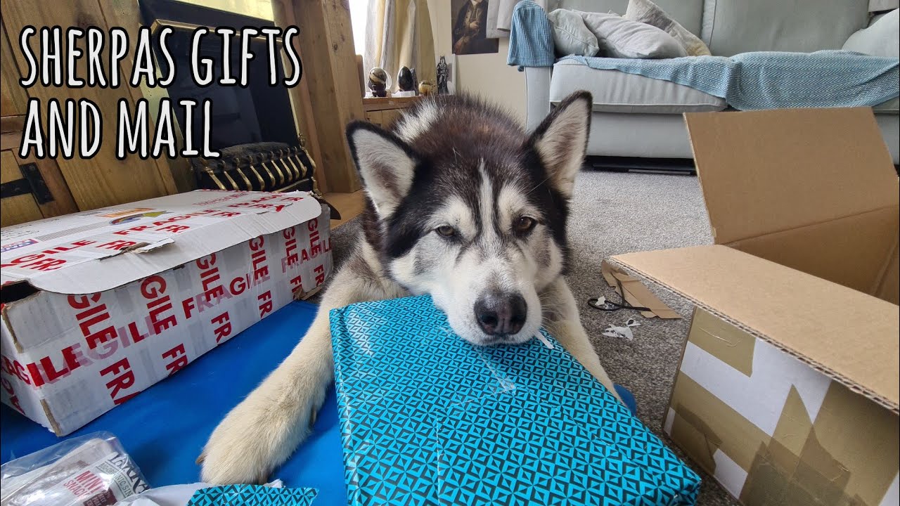 Husky gets worn out opening so much mail 
