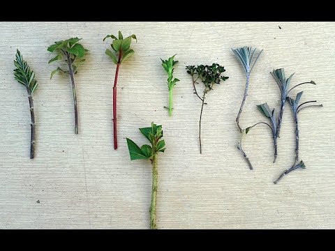 Vídeo: Como você planta uma sebe de cedro vermelho ocidental?