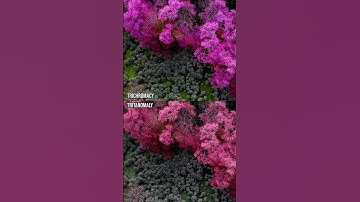 How do those with colour blindness perceive cherry blossoms? #Shorts #ColourBlind #ColorBlind