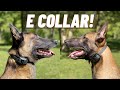 ADVANCED E-COLLAR TRAINING VS FIRST SESSION! MY TWO BELGIAN MALINOIS! NOT WHAT YOU THINK!!