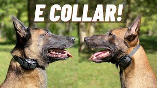 ADVANCED ECOLLAR TRAINING VS FIRST SESSION! MY TWO BELGIAN MALINOIS! NOT WHAT YOU THINK!!