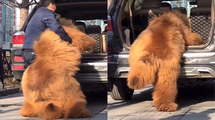 Huge Dog Struggles To Climb Into Car - DayDayNews