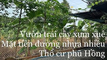 Quá kẹt tiền bán gấp 2 mẫu xã láng lớn huyện châu Đức tỉnh bà rịa Vũng tàu