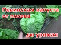 Пекинская и китайская капусты от посева до урожая. Выращивание в теплице. Какие сорта выбираю.