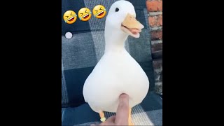 Laughing duck is a challenge. Try not to laugh