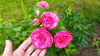 Помпонная роза Пинк Пиано (rose Pink Piano), честный отзыв, цветение 17 июля 2022