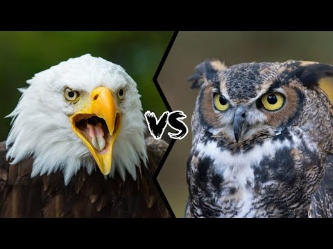 🔥Owl VS Eagle.🦉VS 🦅#shorts #wildlife #vs #animals